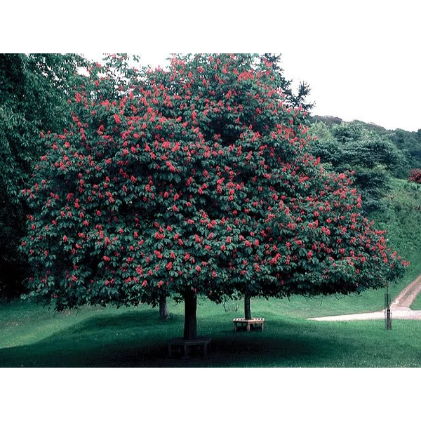 Hússzínű vadgesztenye   AESCULUS CARNEA BRIOTII 8/10 K30
