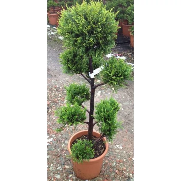Arany lombú leyland ciprus CUPRESSOCYPARIS LEYLANDII CASTLEWELLAN GOLD POM-PON 160/+ K30