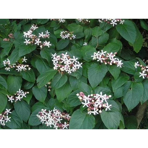 Végzetfa CLERODENDRON TRICHOTOMUM 20/25 CS17