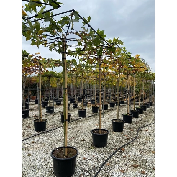 Juharlevelű platán   PLATANUS ACERIFOLIA TETTO - TETŐ FORMA K45