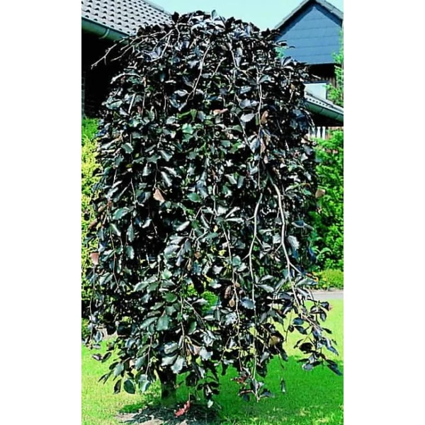 Csüngő vöröslevelű bükk  FAGUS SYLVATICA PURPUREA PENDULA 100/125 K10