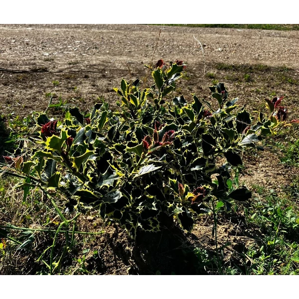 Közönséges magyal ILEX AQUIFOLIUM ARGENTEOMARGINATA 40/60*