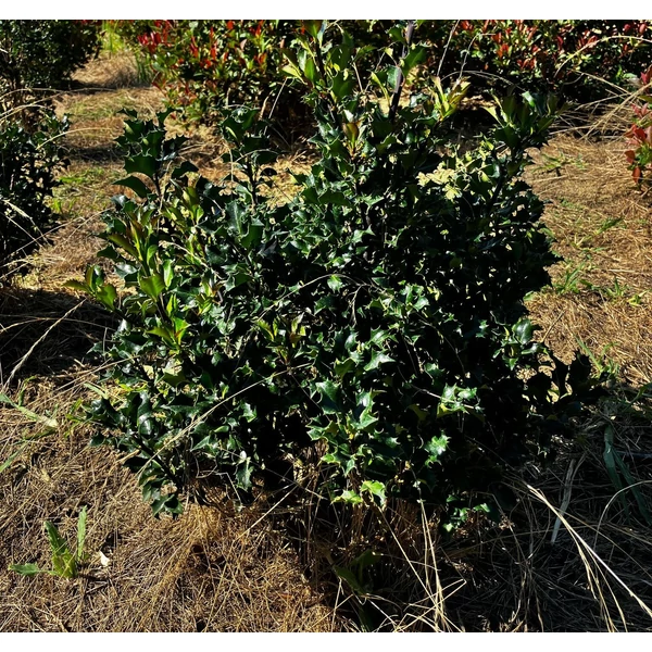 Kékeslevelű magyal ILEX MESERVEAE BLUE ANGEL 40/60*