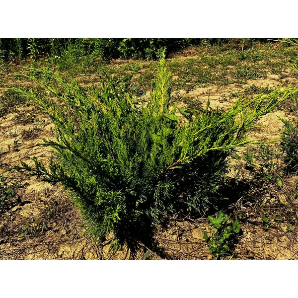 Terülő boróka JUNIPERUS MEDIA MINT JULEP 20/40*