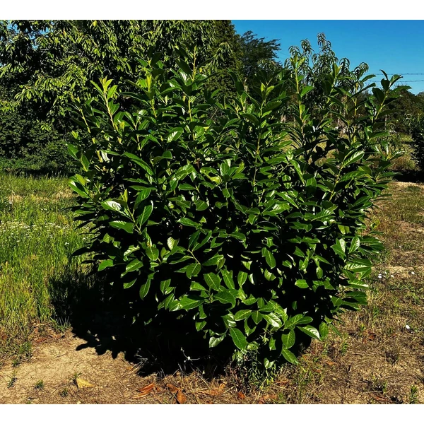 Közönséges babérmeggy PRUNUS LAUROCERASUS NOVITA 125/150*