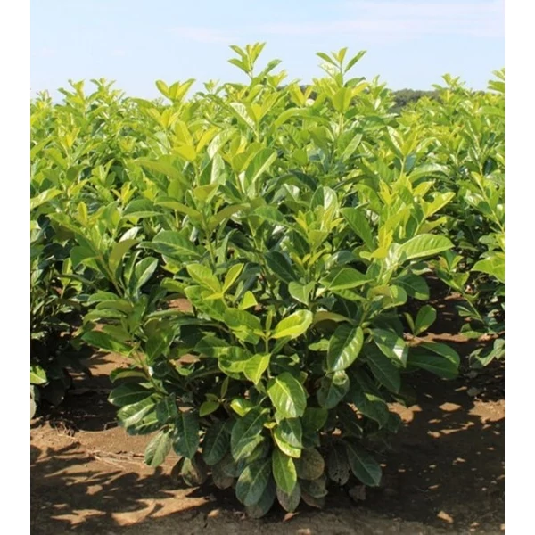 Kereklevelű babérmeggy PRUNUS LAUROCERASUS ROTUNDIFOLIA 80/100*