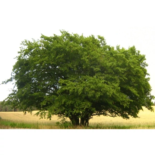 Oszlopos gyertyán CARPINUS BETULUS FASTIGIATA 200/250 K10,5