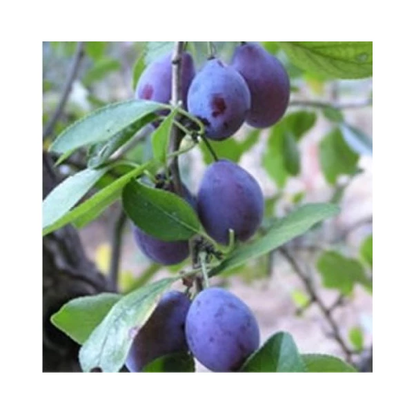 Ageni szilva PRUNUS DOMESTICA AGENI SZGY
