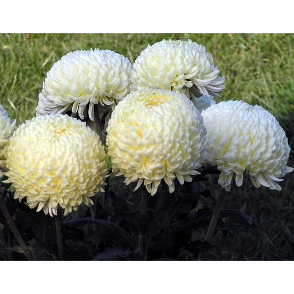 Krizantém nagyvirágú CHRYSANTHEMUM TRIO NAGYVIRÁGÚ K2