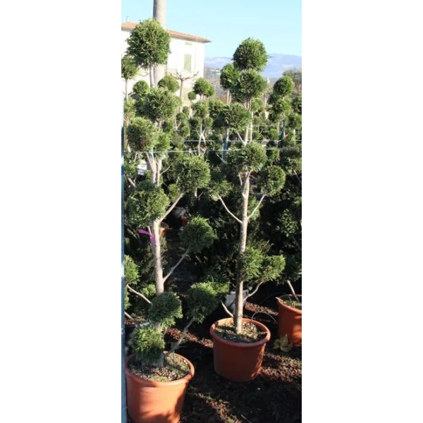 Leyland ciprus   CUPRESSOCYPARIS LEYLANDII POM-PON 80/100 K12
