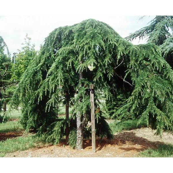 Csüngő himalájai cédrus  CEDRUS DEODARA PENDULA EXTRA 350/400 K210