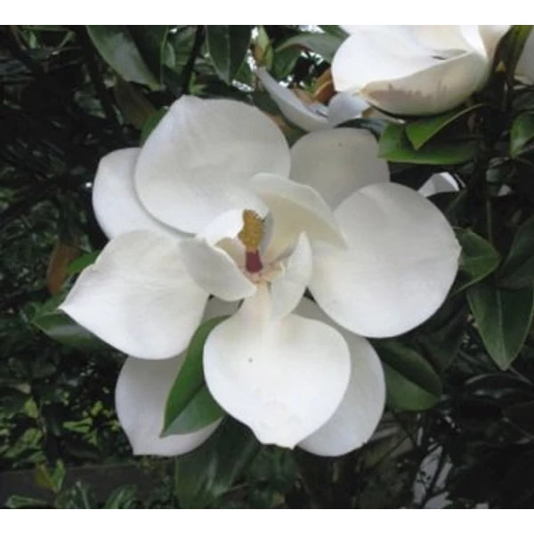 Örökzöld liliomfa   MAGNOLIA GRANDIFLORA FERRUGINEA T1/2 K25