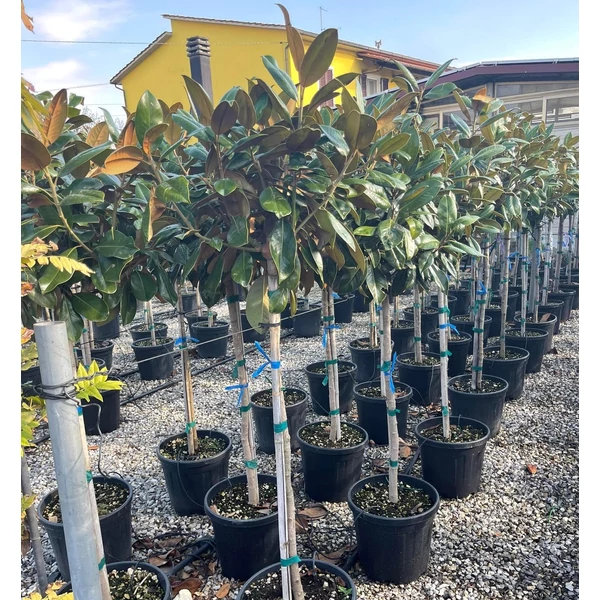 Örökzöld liliomfa   MAGNOLIA GRANDIFLORA FERRUGINEA T1/2 K25