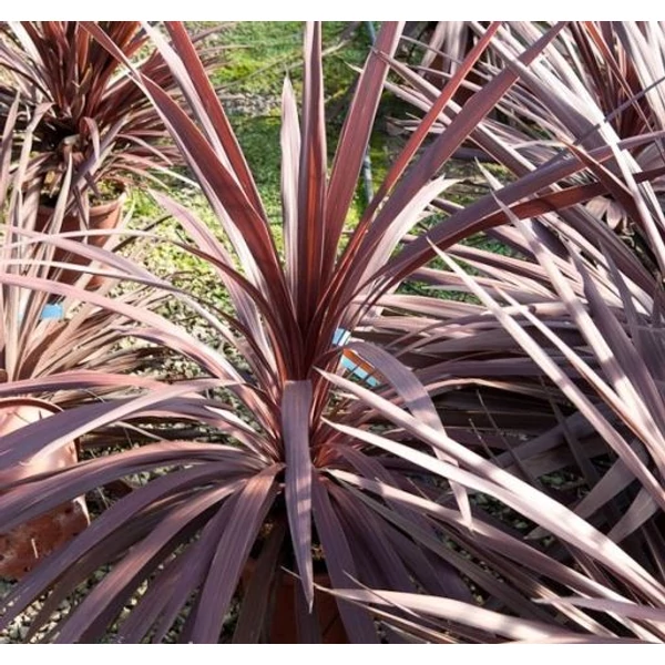 Bíbor bunkóliliom CORDYLINE TANGO CS12