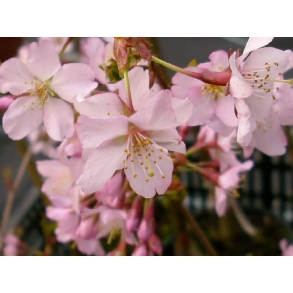 Japán hegyicseresznye   PRUNUS NIPPONICA RUBY 125/150 K10
