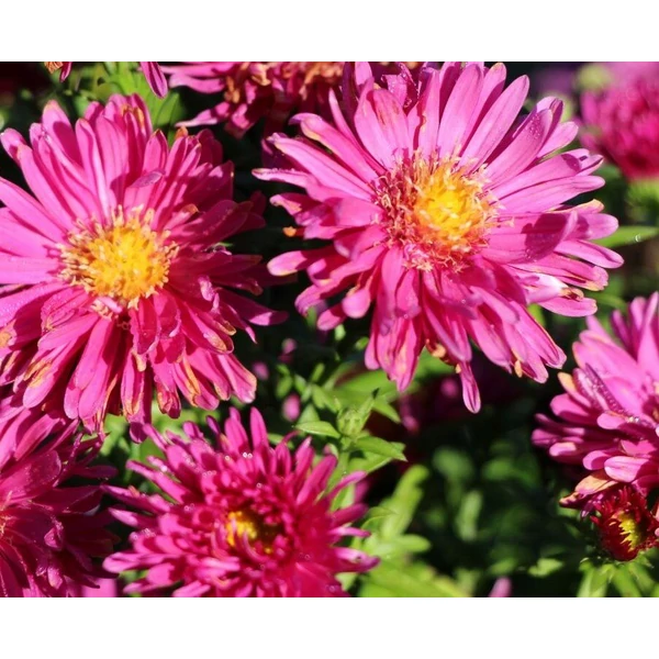 Törpe őszirózsa ASTER DUMOSUS CS14