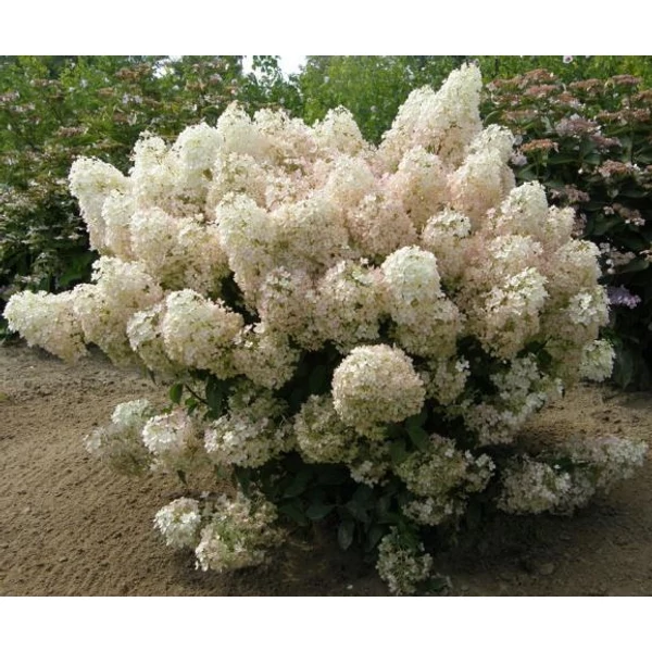 Bugás hortenzia   HYDRANGEA PANICULATA BOBO 20/25 K5