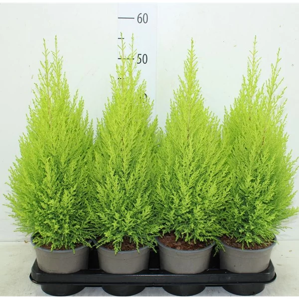 Arany monterey ciprus  CUPRESSUS MACROCARPA WILMA CS14