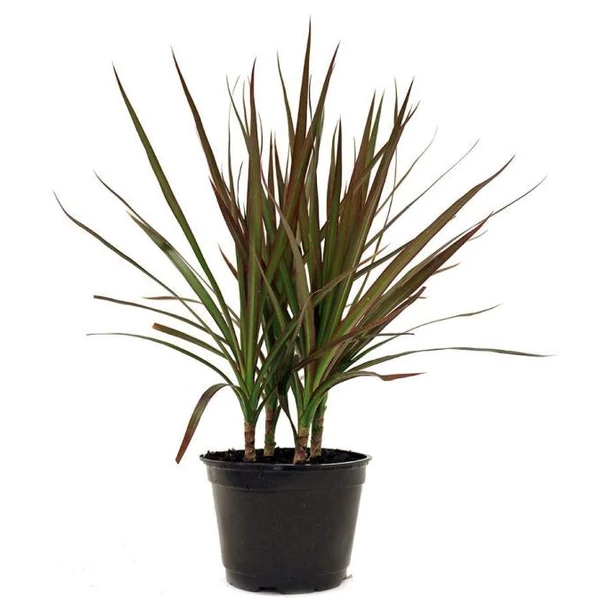 Tarka sárkányfa DRACAENA MARGINATA BICOLOR 3 TÖRZSÖN (60/30/15CM) CS21