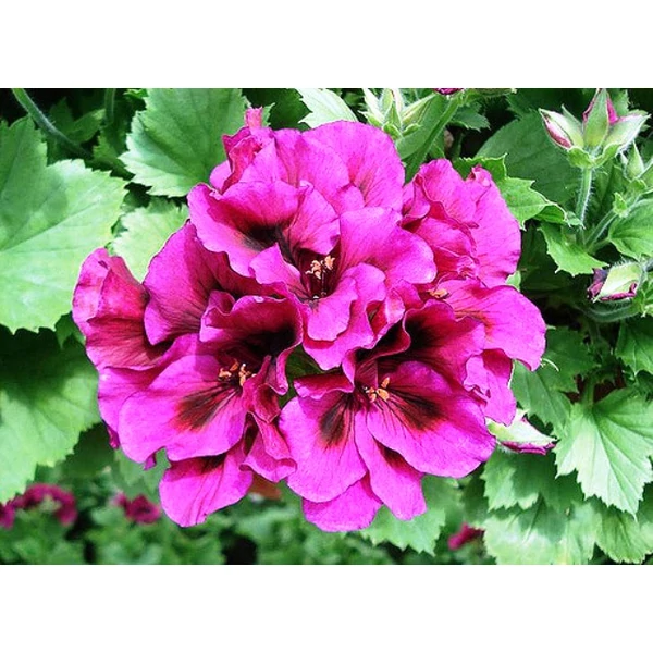 Angol muskátli PELARGONIUM GRANDIFLORUM 20/+ CS12