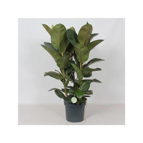 Nagylevelű fikusz FICUS ELASTICA ROBUSTA 3 NÖVÉNY/CSERÉP CS27