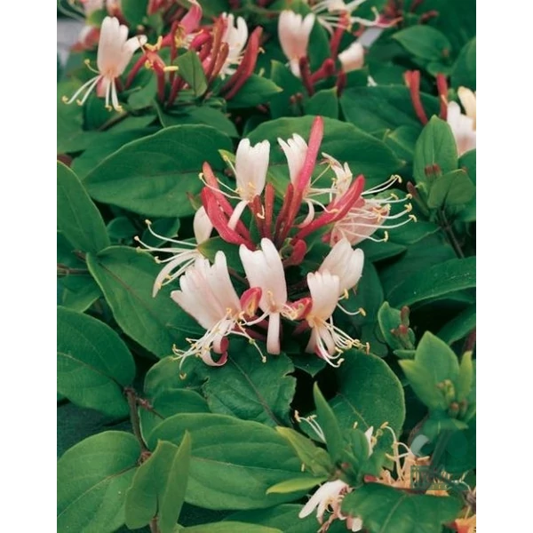 Japán lonc   LONICERA JAPONICA RED WORLD 80CM K2
