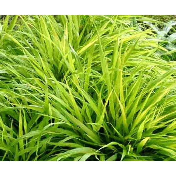 Szálkafű HAKONECHLOA SUNFLARE CS14