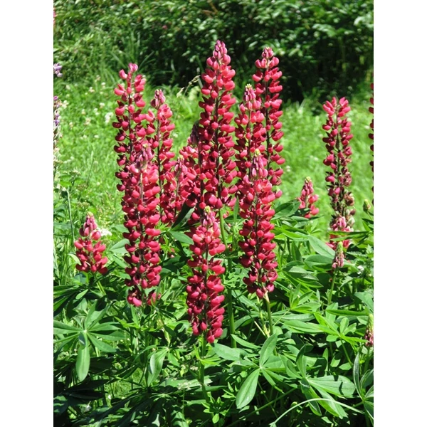 Csillagfürt FAJTÁK LUPINUS FAJTÁK CS17