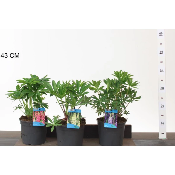Csillagfürt FAJTÁK LUPINUS FAJTÁK CS17