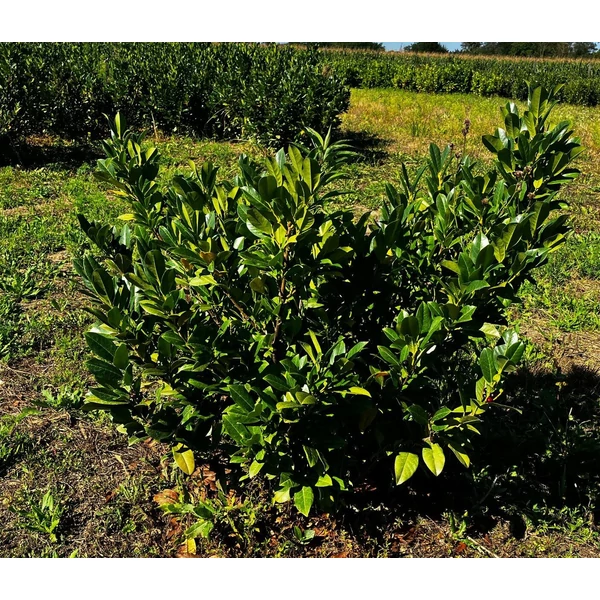Közönséges babérmeggy PRUNUS LAUROCERASUS MANO 80/100*