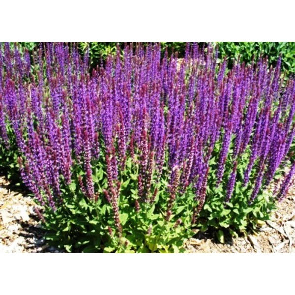 Ligeti zsálya SALVIA NEMOROSA SENSATION BRIGHT ROSE K2