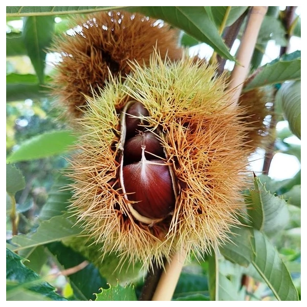 Szelídgesztenye CASTANEA SATIVA BOUCHE DE BETIZAC 4/6 K7