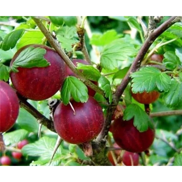 Köszméte RIBES UVA-CRISPA PIROS ÍZLETES MT K3