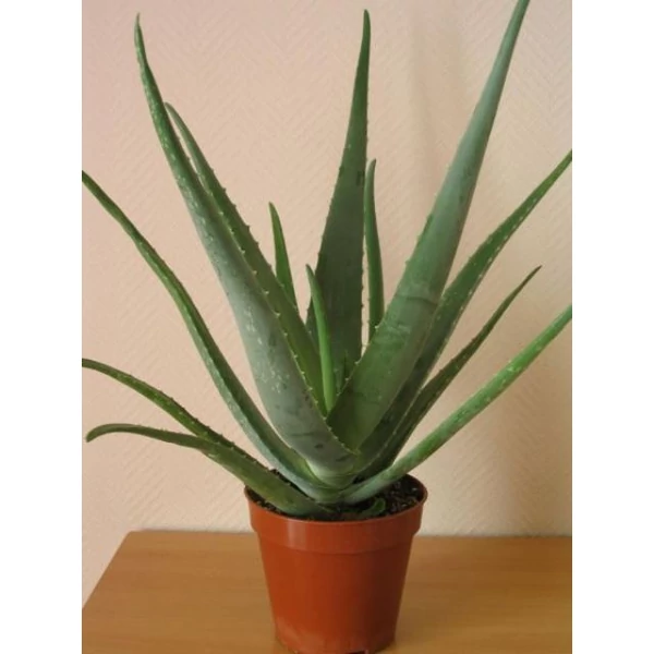 ALOE VERA CS10,5