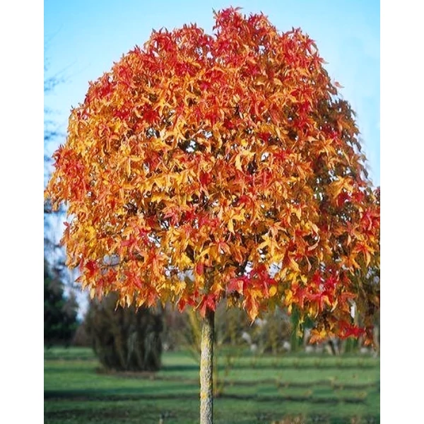 Amerikai ámbrafa   LIQUIDAMBAR STYRACIFLUA GUMBALL GÖMB K10