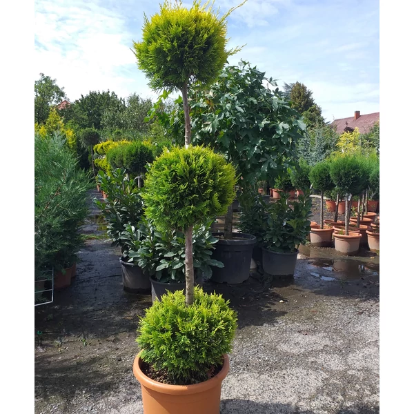 Arany lombú leyland ciprus CUPRESSOCYPARIS LEYLANDII GOLD RIDER 3 GÖMB 120/+ K25