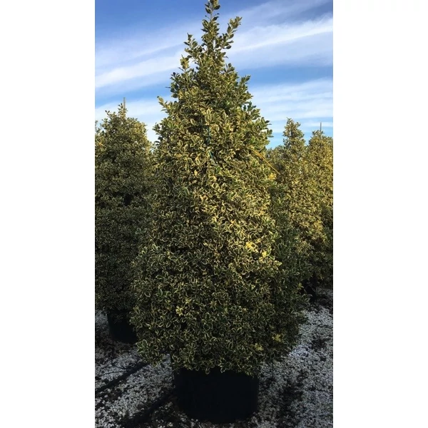 Közönséges magyal   ILEX AQUIFOLIUM ARGENTEOMARGINATA KÚP 200/250 K110