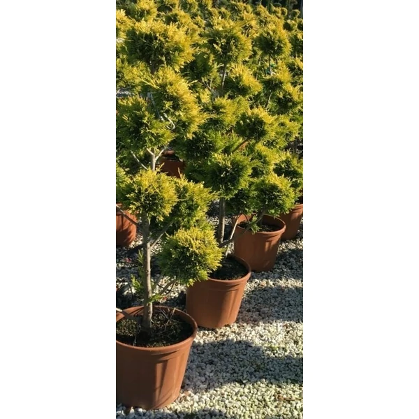Arany lombú leyland ciprus CUPRESSOCYPARIS LEYLANDII GOLD RIDER POM-PON 120/130 K25