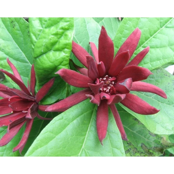 Illatos fűszercserje CALYCANTHUS HARTLAGE WINE 40/50 CS17