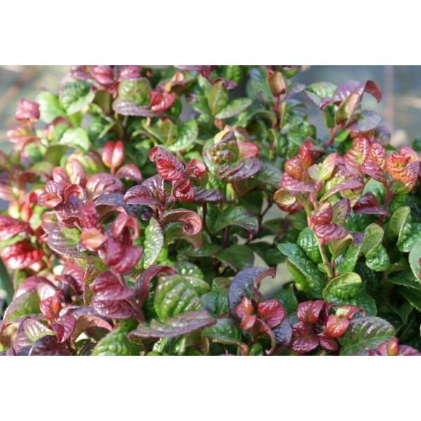 Fürtös hanga   LEUCOTHOE AXILLARIS CURLY RED 20/25 CS17
