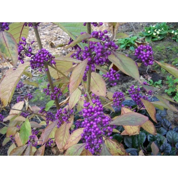 Kínai lilabogyó CALLICARPA BODINIERI PROFUSION 120/+ K25