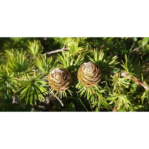 Japán vörösfenyő bonsai  LARIX KAEMPFERI BONSAI 400+ 120×120 CM FA LÁDÁBAN