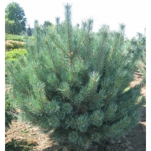 Törpe erdeifenyő-bonsai   PINUS SYLVESTRIS WATERERI BONSAI 100/+ K110