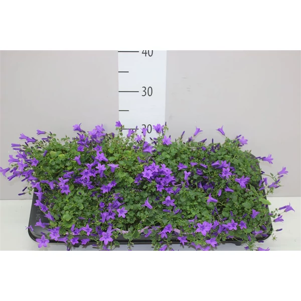 Dalmát harangvirág CAMPANULA PORTENSCHLAGIANA  BLUE CS11