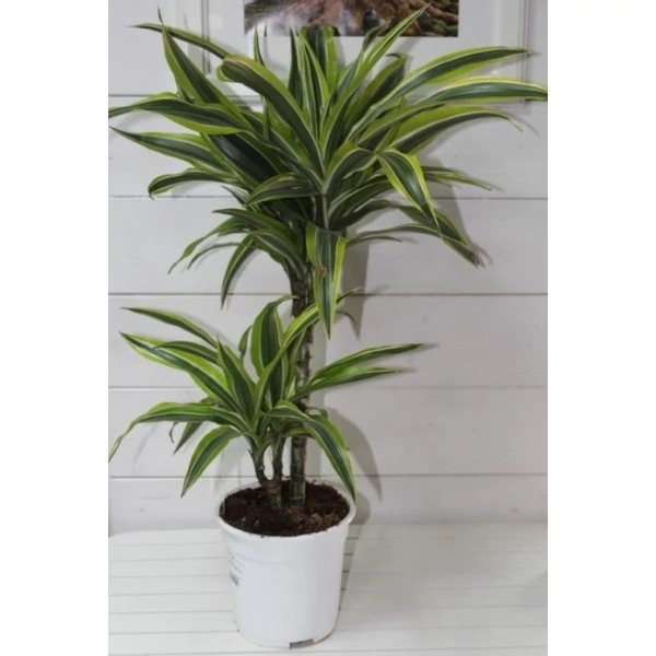 Sárkányfa DRACAENA LEMON LIME 2 TÖRZSES 45-15 CS19