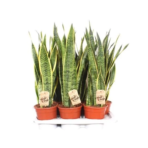 Anyósnyelv SANSEVIERIA TRIFASCIATA LAURENTII CS17