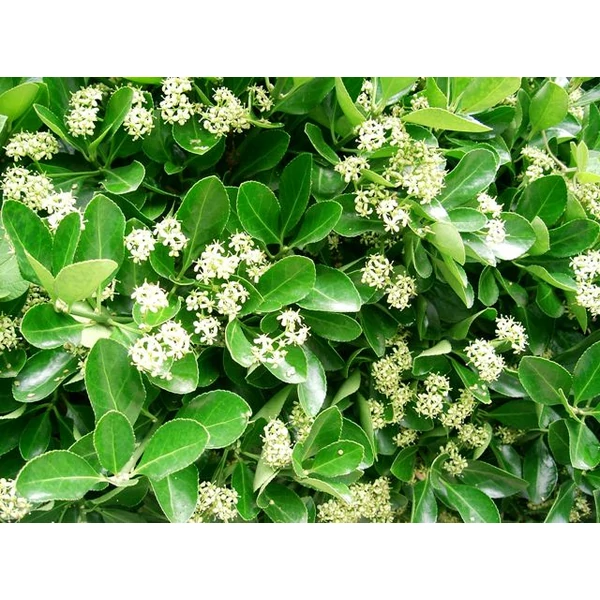 Japán kecskerágó EUONYMUS JAPONICUS HAPPINESS 20/25 CS15
