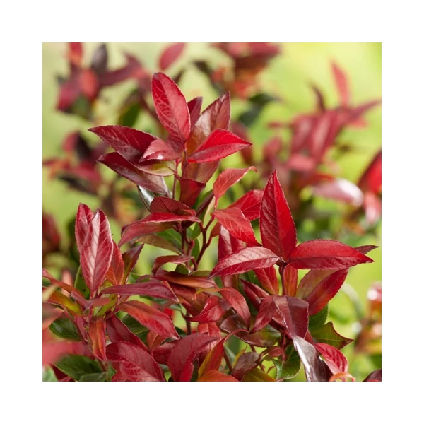 Fürtös hanga   LEUCOTHOE SCARLETTA ZEBLID 20/25 CS17