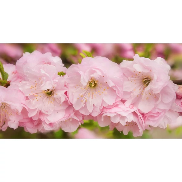 Babarózsa    PRUNUS TRILOBA T120 K25