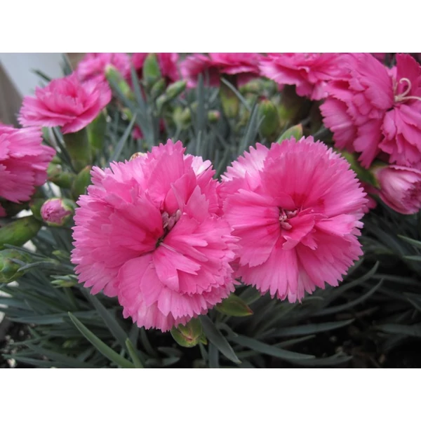 Kerti szegfű DIANTHUS CARYOPHYLLUS PINK KISSES CS19